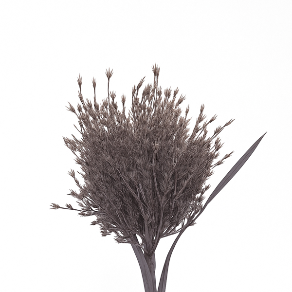 mauvedriedflorals web