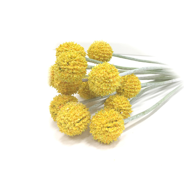 weddingdecor yellow billy buds web