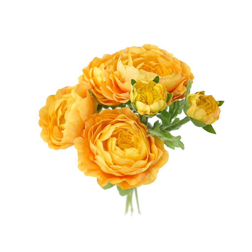brightyellowranunculus