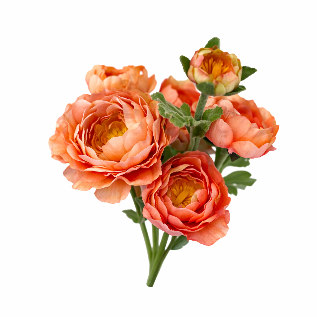peachranunculus